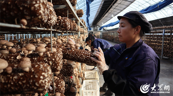 七河生物：以智慧工厂重塑香菇产业，引领农业数字化变革02.jpg 